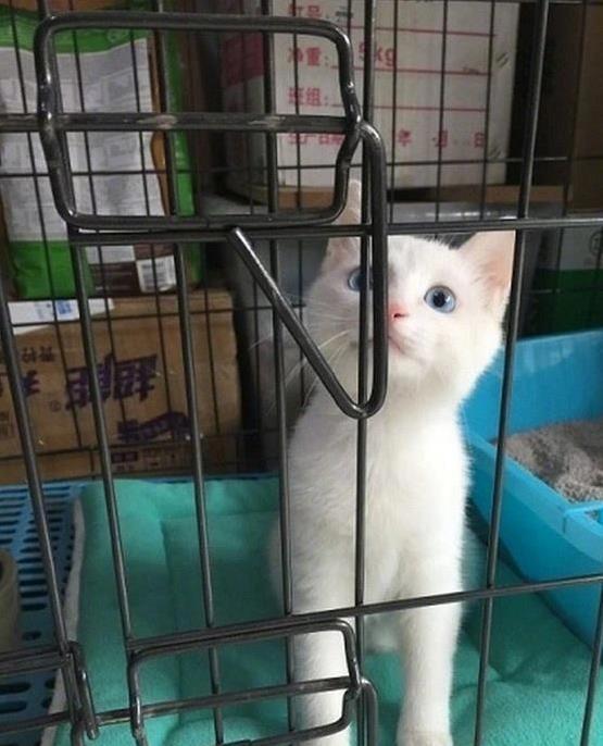 民间配资 猫咪淘气翻天，网友买笼子锁它，却被它轻松破解